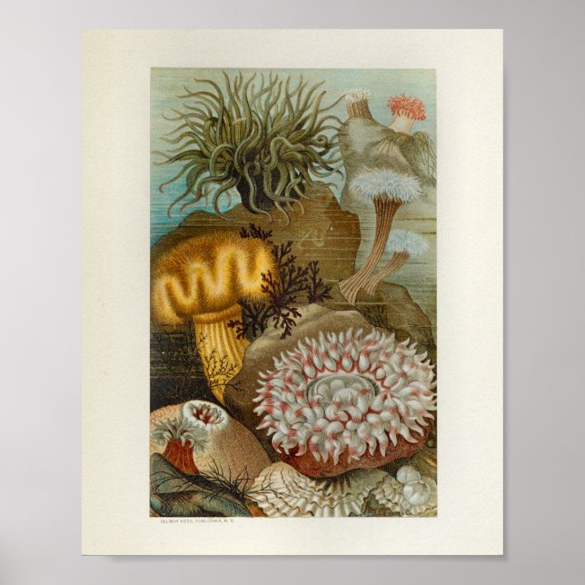 Poster Corail Sea Anemone Marine Life Imprimer (Devant)