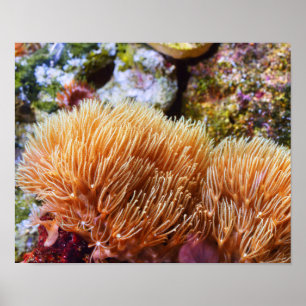 Poster Corail sous-marin