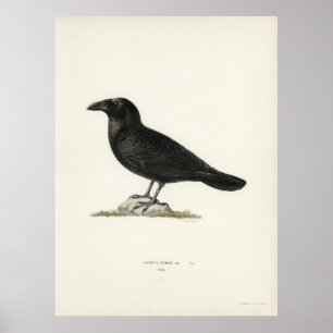Poster Corbeau