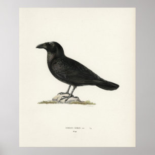 Poster Corbeau