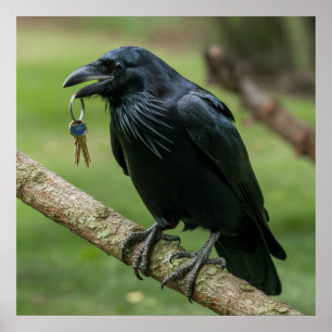 Poster Corbeau sur une branche avec clé
