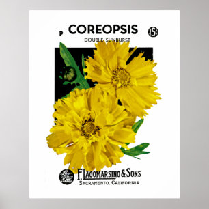 Poster Coréopsis