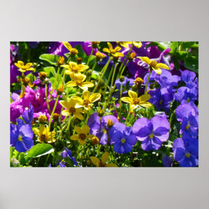 Poster Coréopsis jaune et Violas pourpre Coloré Floral