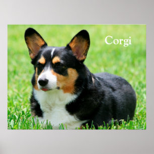 Poster Corgi gallois de Cardigan