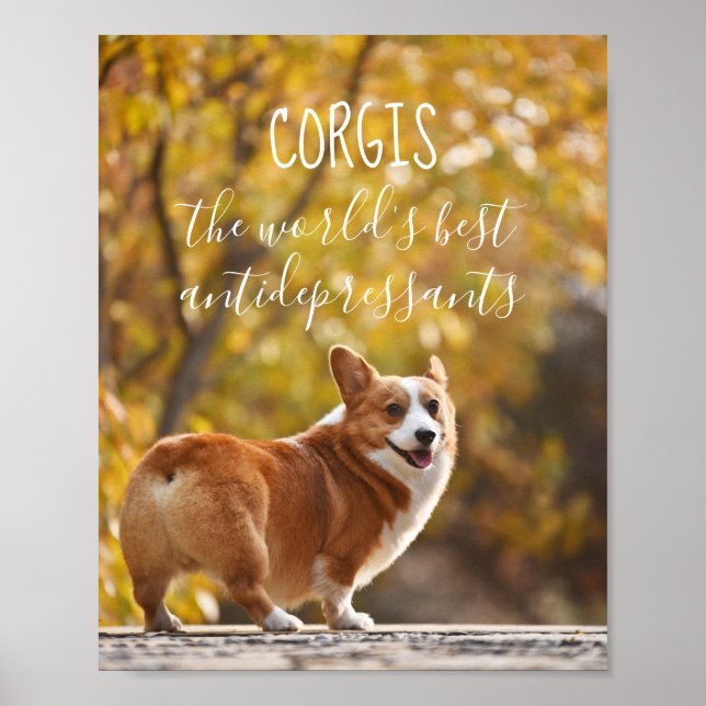 Poster Corgis Le Meilleur Antidépresseur Au Monde (Devant)