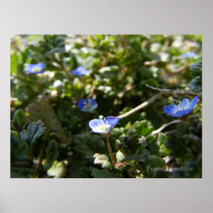 Poster Corn Speedwell 1