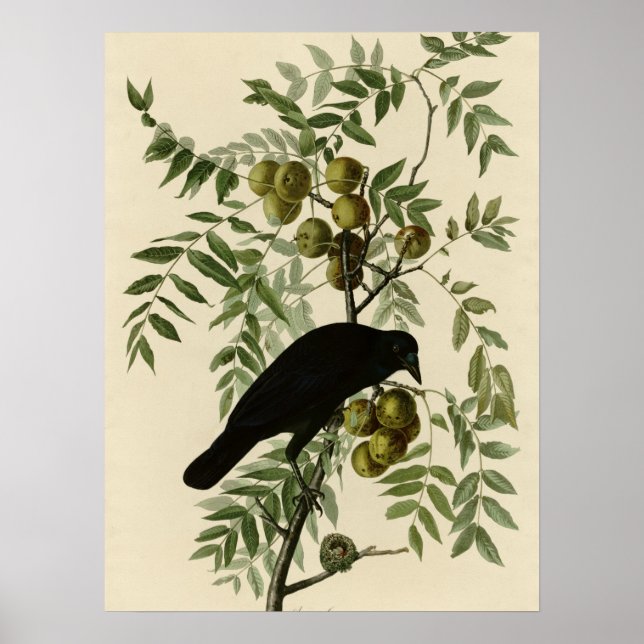 Poster Corneille américaine (Devant)