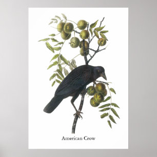 Poster Corneille américaine, John James Audubon