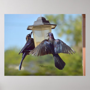Poster Corneilles corneilles oiseaux Oiseau nourricier Po