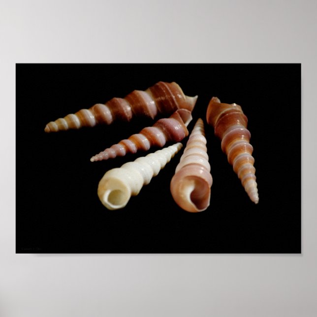 Poster Cornes marines (Devant)