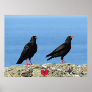 Poster Cornouailles (Palores) Pyrrhocorax pyrrhocorax