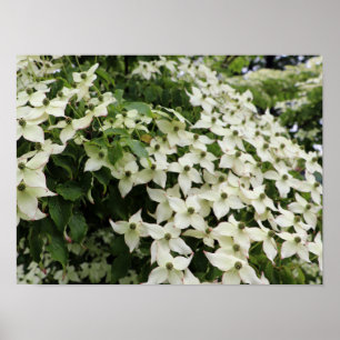 Poster Cornouillers à Fleurs de Marshall en Fleur
