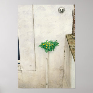 Poster Corydalis lutea