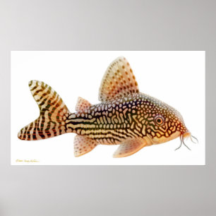 Poster Corydoras Sterbai Catfish Imprimer
