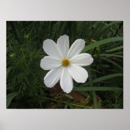 Poster Cosmée