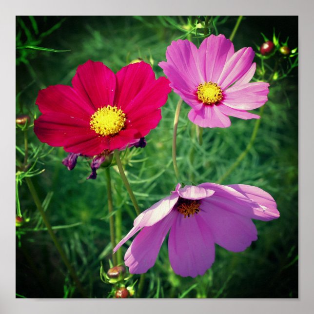 Poster Cosmos Daisy Flower Trio (Devant)