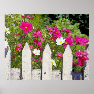 Poster Cosmos et picket