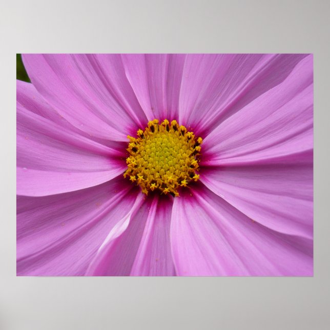 Poster Cosmos rose Fleur sauvage Floral (Devant)
