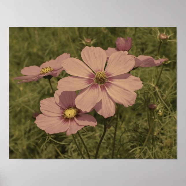 Poster Cosmos rose Fleurs vieilles Couleur partielle (Devant)
