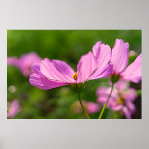 Poster Cosmos roses