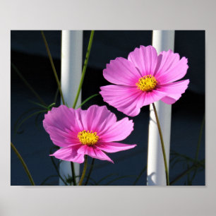 Poster Cosmos roses à travers la rampe d'escalier de la v