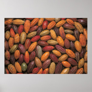 Poster Cosses de cacao
