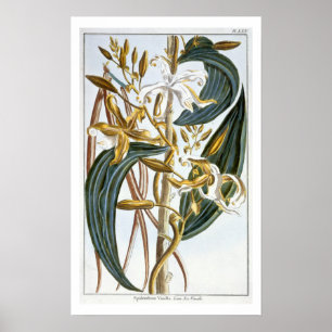 Poster Cosses de vanille, plat 65, de 'collection