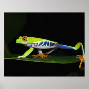 Poster Costa Rica, Grenouille aux yeux rouges (Agalychnis