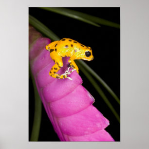 Poster Costa Rica. Gros plan sur une grenouille dart