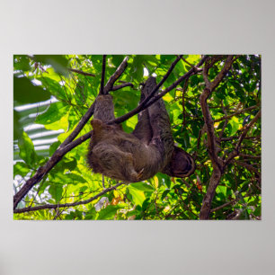 Poster Costa Rica - Happy Lazy Sloth, Antonio Manuel NP