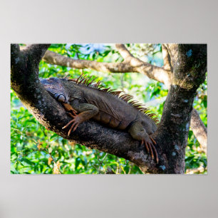 Poster Costa Rica, Muelle - Iguane paresseux se reposant 