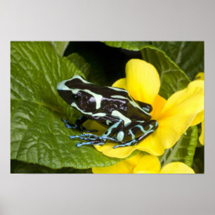 Poster Costa Rica, péninsule d'Osa. Gros plan du poison