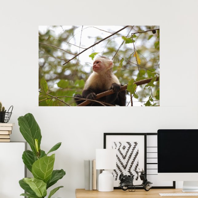 Poster Costaricien Singe, Curieux Capucin Blanc Face (Bureau à domicile)
