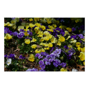 Poster Coteau de panneaux violets et jaunes