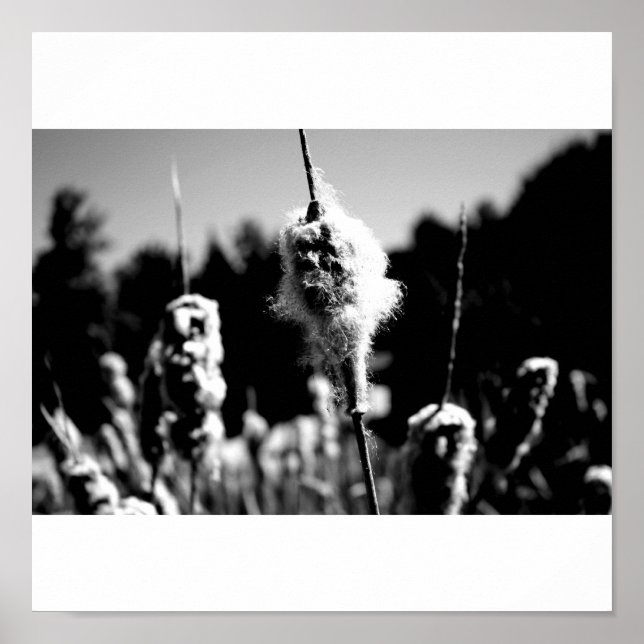 Poster Coton (Devant)