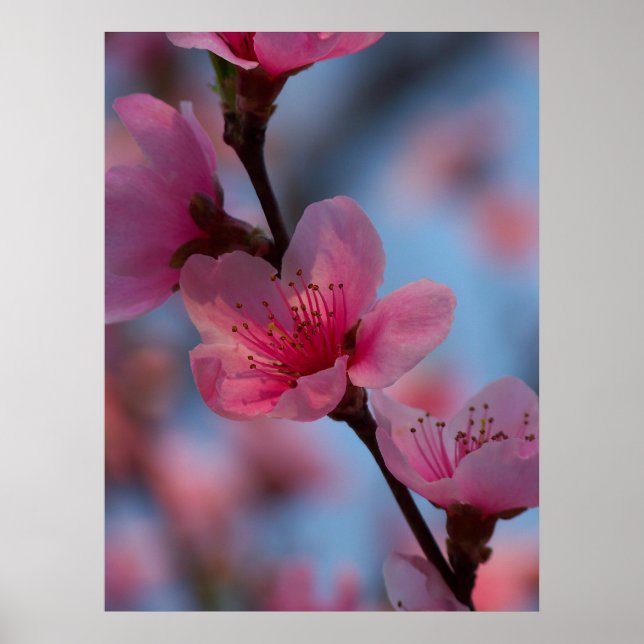 Poster coton (Devant)