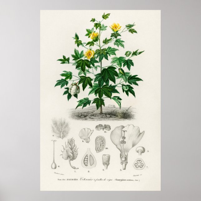Poster Coton de Sea Island (gossypium vitifolium) (Devant)