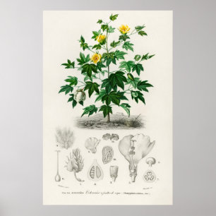 Poster coton Sea Island (gossypium vitifolium)