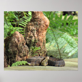 Poster Cottonmouth (Moccasin d'eau) Serpent sur la promen