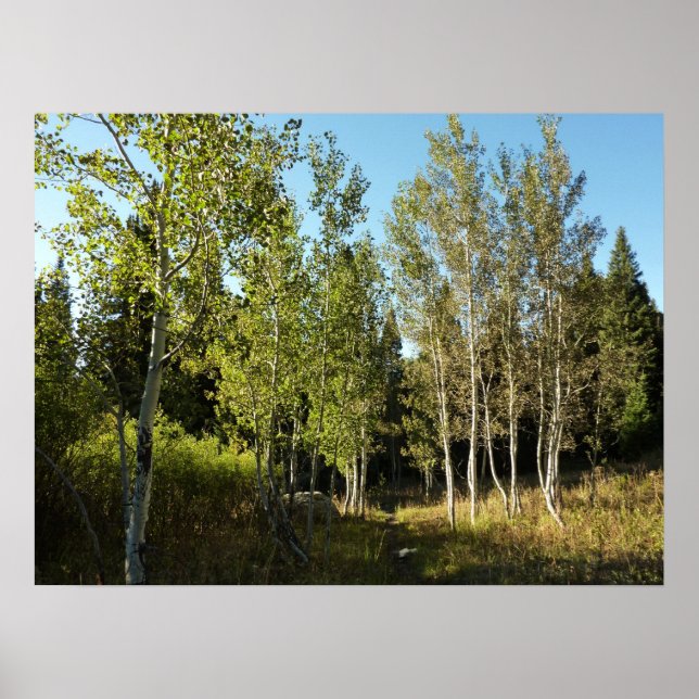 Poster Cottonwoods le long de Moose Ponds Trail à Grand T (Devant)