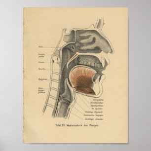 Poster Cou d'impression d'anatomie d'Allemand du cru 1888