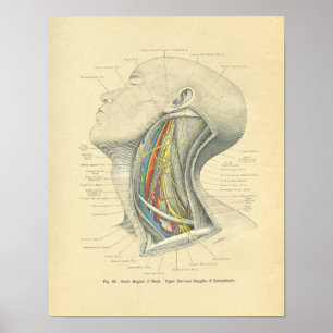Poster Cou latéral anatomique vintage de Frohse
