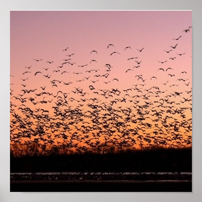 Poster Coucher de soleil (Devant)