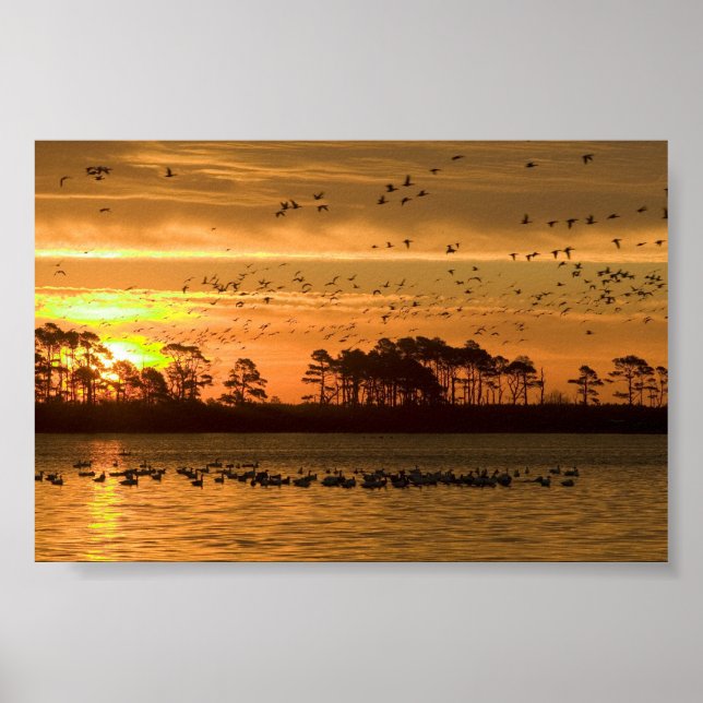 Poster Coucher de soleil à Chincoteague Wildlife Refuge V (Devant)
