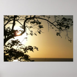 Poster Coucher de soleil à travers les arbres II Photogra