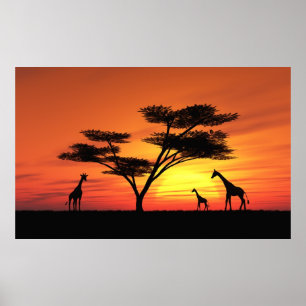 Poster Coucher de soleil africain