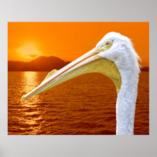 Poster Coucher de soleil américain de Pélican blanc à Cor