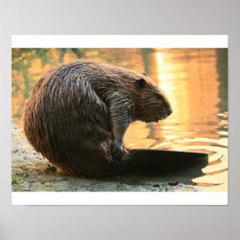 Poster Coucher de soleil Beaver