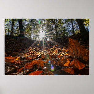 Poster Coucher de soleil brillant de la forêt feuille de