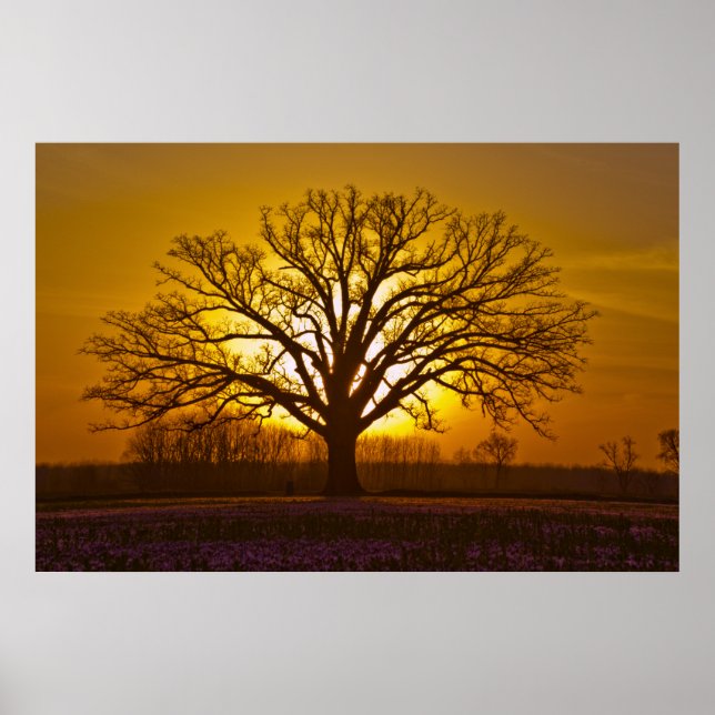 Poster Coucher de soleil Champion Bur Oak (Devant)